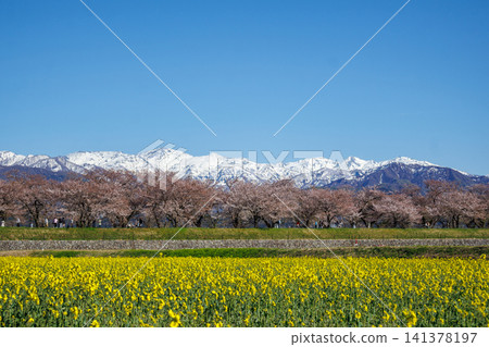 富山縣旭町船川沿岸的油菜花田，以及美麗的立山山脈。 141378197
