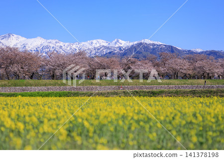 富山縣旭町船川沿岸的油菜花田，以及美麗的立山山脈。 141378198