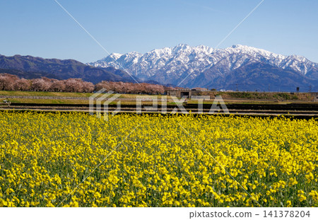 A field of rapeseed flowers along the Funakawa River in Asahi Town, Toyama Prefecture, and the beautiful Tateyama mountain range. A field of rapeseed flowers along the Funakawa River in Asahi Town, Toyama Prefecture, and the beautiful Tateyama mountain range. 141378204