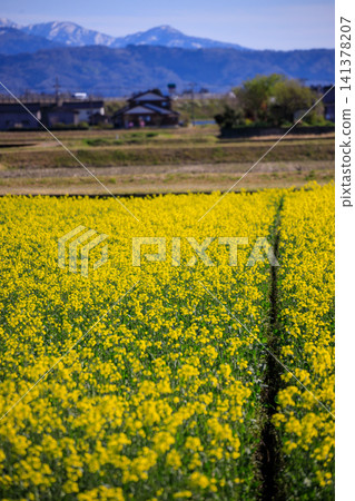 A field of rapeseed flowers along the Funakawa River in Asahi Town, Toyama Prefecture, and the beautiful Tateyama mountain range. A field of rapeseed flowers along the Funakawa River in Asahi Town, Toyama Prefecture, and the beautiful Tateyama mountain range. 141378207