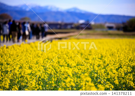 A field of rapeseed flowers along the Funakawa River in Asahi Town, Toyama Prefecture, and the beautiful Tateyama mountain range. 141378211