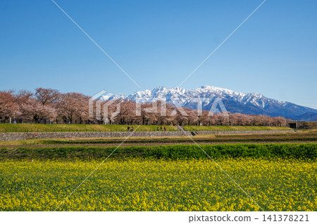 A field of rapeseed flowers along the Funakawa River in Asahi Town, Toyama Prefecture, and the beautiful Tateyama mountain range. A field of rapeseed flowers along the Funakawa River in Asahi Town, Toyama Prefecture, and the beautiful Tateyama mountain range. 141378221