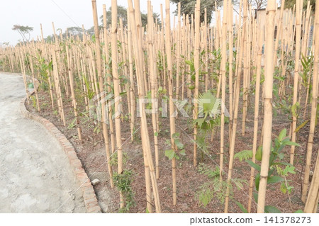 tree plantation farm grows large numbers of trees for wood tree plantation farm grows large numbers of trees for wood 141378273