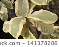 Variegated Ametrine Plumeria, leaf plant 141378286