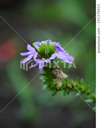 雨與花 雨與花 141378423
