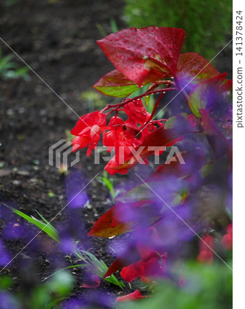 雨與花 雨與花 141378424