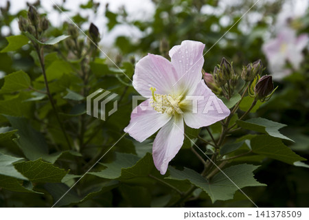這朵花的名字叫Sakishima Fuyo（Sakishima Fuyo）。 141378509