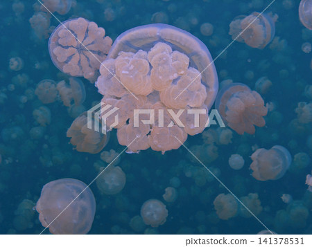 帛琉水母湖中的一群水母。 141378531