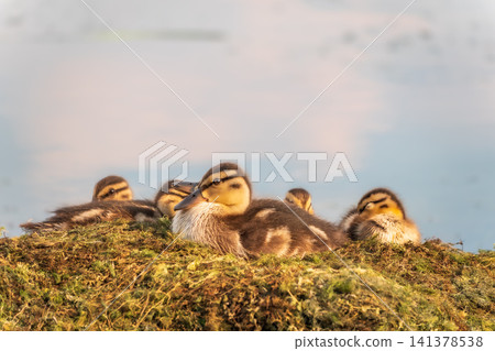 Cute little ducklings sits on a lake coast Cute little ducklings sits on a lake coast 141378538