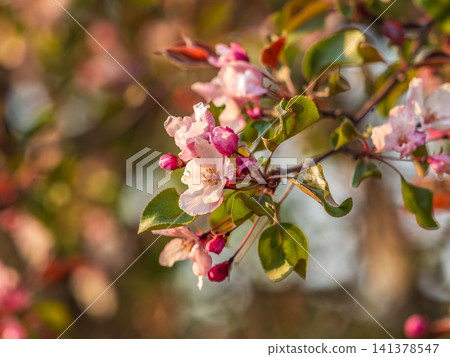 Fresh pink flowers of a blossoming apple tree with blured background Fresh pink flowers of a blossoming apple tree with blured background 141378547