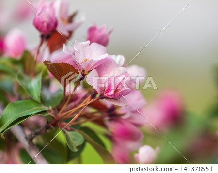 Fresh pink flowers of a blossoming apple tree with blured background 141378551