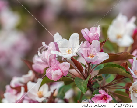 Fresh pink flowers of a blossoming apple tree with blured background 141378552