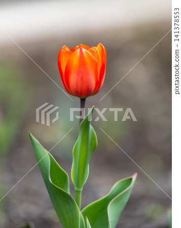 Colorful red tulips blossom in spring garden 141378553