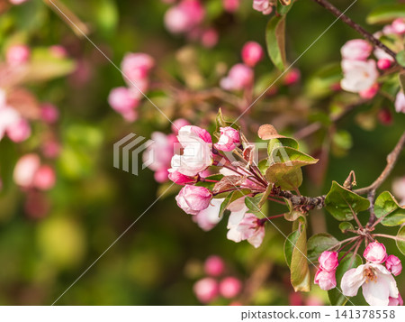 Fresh pink flowers of a blossoming apple tree with blured background Fresh pink flowers of a blossoming apple tree with blured background 141378558