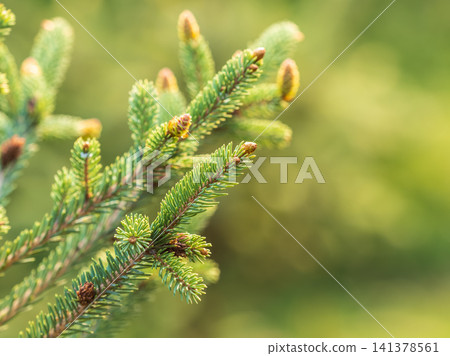 Closeup of fir branches with young buds. Spring nature concept. Fir branches with fresh shoots Closeup of fir branches with young buds. Spring nature concept. Fir branches with fresh shoots 141378561