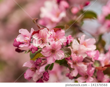Fresh pink flowers of a blossoming apple tree with blured background Fresh pink flowers of a blossoming apple tree with blured background 141378568