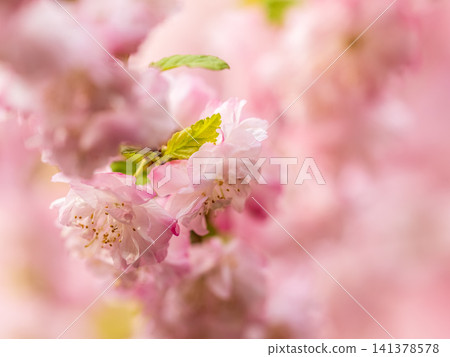 Beautiful Pink Flowers of Prunus triloba, Blossom, pink flowers. Prunus triloba, sometimes called flowering plum or flowering almond, a name shared with Prunus jacquemontii Beautiful Pink Flowers of Prunus triloba, Blossom, pink flowers. Prunus triloba, sometimes called flowering plum or flowering almond, a name shared with Prunus jacquemontii 141378578