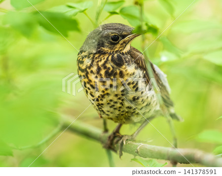 A fieldfare chick, Turdus pilaris, has left the nest and is sitting on a branch. A chick of fieldfare sitting and waiting for a parent on a branch. A fieldfare chick, Turdus pilaris, has left the nest and is sitting on a branch. A chick of fieldfare sitting and waiting for a parent on a branch. 141378591