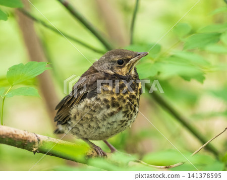 A fieldfare chick, Turdus pilaris, has left the nest and is sitting on a branch. A chick of fieldfare sitting and waiting for a parent on a branch. A fieldfare chick, Turdus pilaris, has left the nest and is sitting on a branch. A chick of fieldfare sitting and waiting for a parent on a branch. 141378595