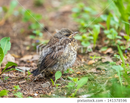 A fieldfare chick, Turdus pilaris, has left the nest and sitting on the spring lawn. A fieldfare chick sits on the ground and waits for food from its parents. A fieldfare chick, Turdus pilaris, has left the nest and sitting on the spring lawn. A fieldfare chick sits on the ground and waits for food from its parents. 141378596