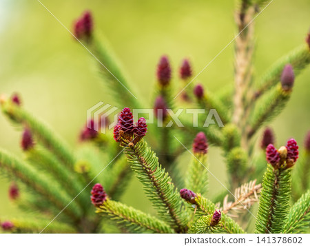 Closeup of fir branches with young buds. Spring nature concept. Fir branches with fresh shoots Closeup of fir branches with young buds. Spring nature concept. Fir branches with fresh shoots 141378602