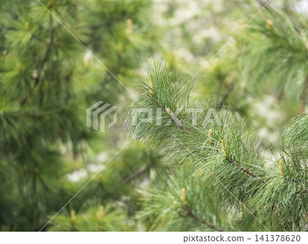 Cedar branches with long fluffy needles with a beautiful blurry background. Cedar branches with fresh shoots in spring. 141378620