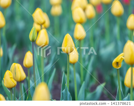 Colorful yellow tulips blossom in spring garden 141378621