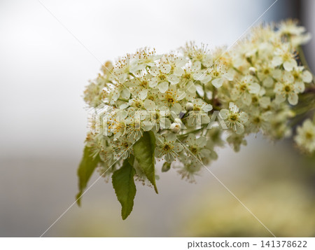 Beautiful white flowers Spirea aguta or Brides wreath. Beautiful white flowers Spirea aguta or Brides wreath. 141378622