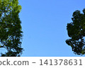 背景素材由湛藍的天空和綠色的樹木組成。 141378631