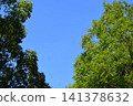 背景素材由湛藍的天空和綠色的樹木組成。 141378632