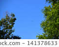 背景素材由湛藍的天空和綠色的樹木組成。 141378633