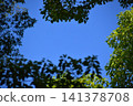 背景素材由湛藍的天空和綠色的樹木組成。 141378708