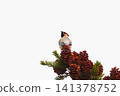 Hillenak 141378752