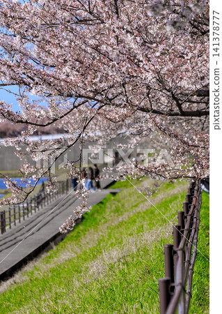 Cherry trees in full bloom along the Funakawa River in Toyama Prefecture Cherry trees in full bloom along the Funakawa River in Toyama Prefecture 141378777