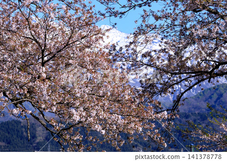 Cherry trees in full bloom along the Funakawa River in Toyama Prefecture Cherry trees in full bloom along the Funakawa River in Toyama Prefecture 141378778
