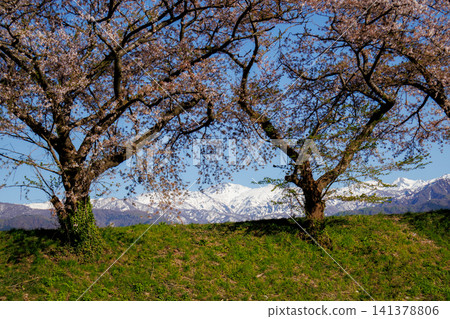 Cherry trees in full bloom along the Funakawa River in Toyama Prefecture Cherry trees in full bloom along the Funakawa River in Toyama Prefecture 141378806