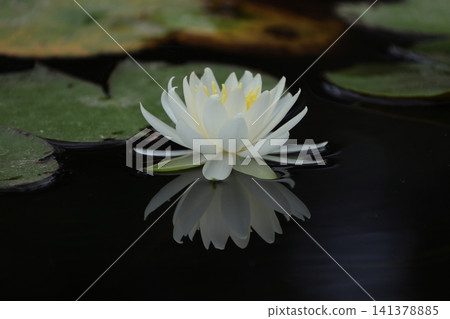 Water lily (water lily) Water lily (water lily) 141378885