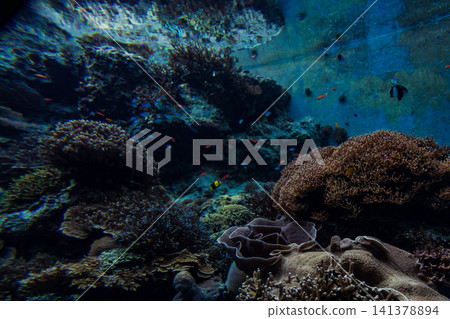 水族館珊瑚礁水槽內斑斕熱帶魚群與清澈水底世界 水族館珊瑚礁水槽內斑斕熱帶魚群與清澈水底世界 141378894