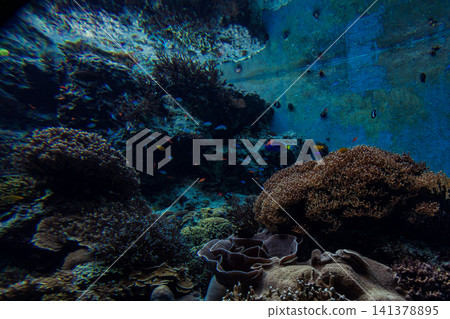 水族館珊瑚礁水槽內斑斕熱帶魚群與清澈水底世界 水族館珊瑚礁水槽內斑斕熱帶魚群與清澈水底世界 141378895