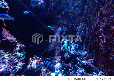 水族館珊瑚礁水槽內斑斕熱帶魚群與清澈水底世界 水族館珊瑚礁水槽內斑斕熱帶魚群與清澈水底世界 141378896