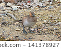 A little grebe in its winter plumage has come ashore. 141378927