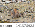 A little grebe in its winter plumage has come ashore. 141378928
