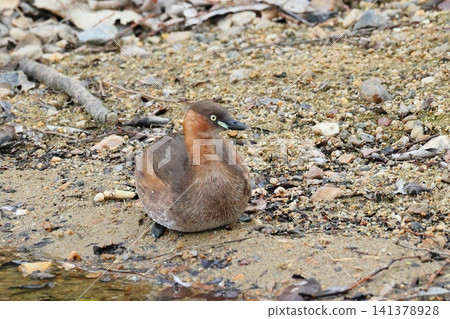 A little grebe in its winter plumage has come ashore. A little grebe in its winter plumage has come ashore. 141378928