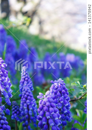 Beautiful Muscari growing along the Funakawa River in Toyama Prefecture Beautiful Muscari growing along the Funakawa River in Toyama Prefecture 141378942