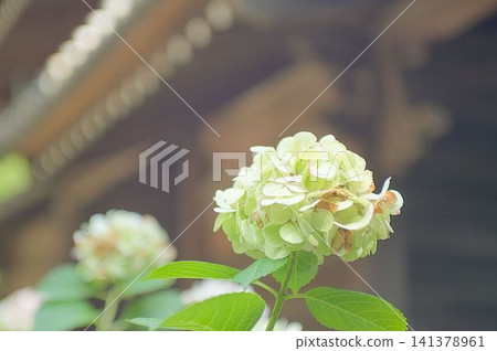 繡球花老化的韌性 繡球花老化的韌性 141378961