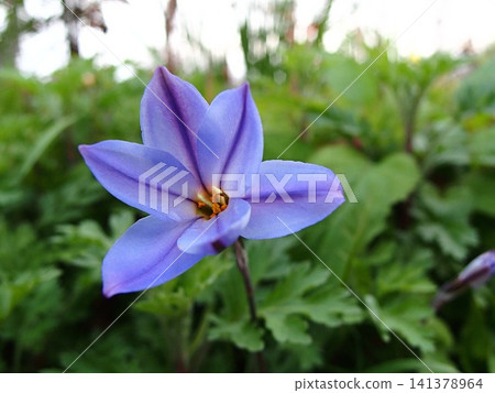 Ecological photographs of the Ipheion uniflorum flower. Ecological photographs of the Ipheion uniflorum flower. 141378964