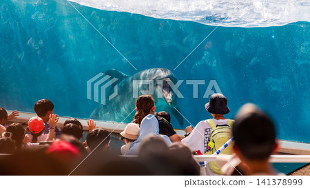 水族館內海豚與圍觀遊客隔著玻璃驚喜互動 141378999