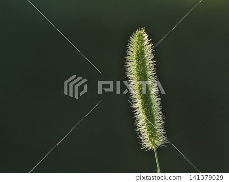 Setaria viridis 141379029