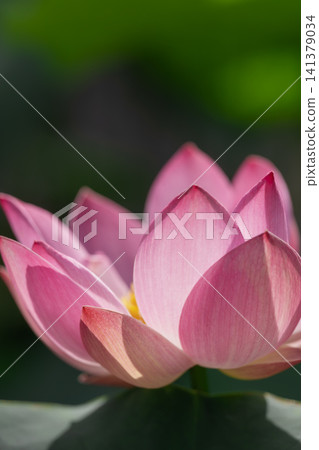 紅蓮花,大船花中心 紅蓮花,大船花中心 141379034