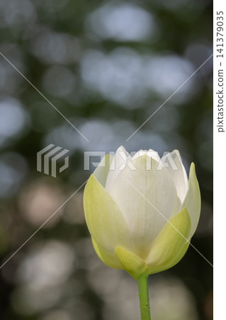White lotus flowers at Ofuna Flower Center White lotus flowers at Ofuna Flower Center 141379035